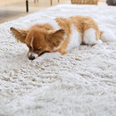 マイクロファイバーシャギーラグマット Eclat